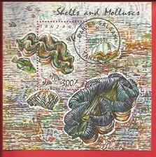 Conchiglia gigante Tridacna