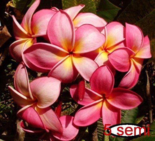 Semi plumeria duke - di,