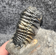 Crotalocephalina