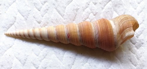 Conchiglia tirebra - ,