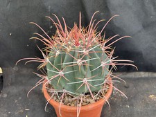 FEROCACTUS RECTISPINUS -