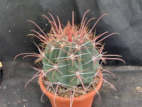 Ferocactus rectispinus - rectispinus,