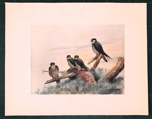 Stampa antica uccelli rapaci - antica,