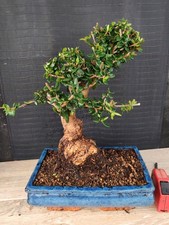 bonsai  olivastro   h 38 cm