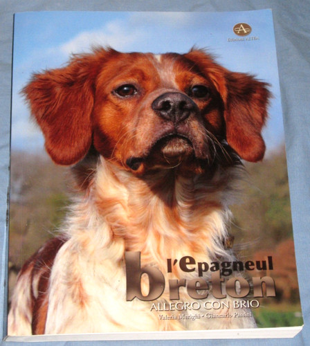 Epagneul breton merighi - l',