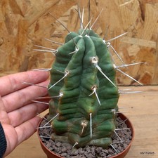 Echinocereus triglochidiatus