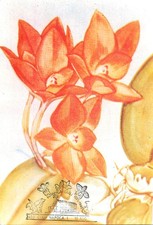 E0046 Maxi card Romania fiori