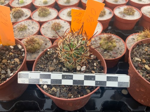 096 sclerocactus whipplei - sclerocactus,