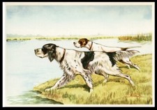 ENGLISH SETTER & POINTER Working Dog Art Picture Postcard Mario Norfini Italian
