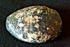 Conchiglia Shell Abalone