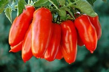 50 semi POMODORI SAN MARZANO IN UVA + OMAGGIO