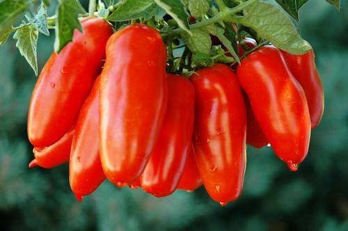 Semi pomodoro san - semi, di