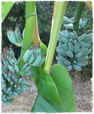 Pianta banano blue - pianta, di