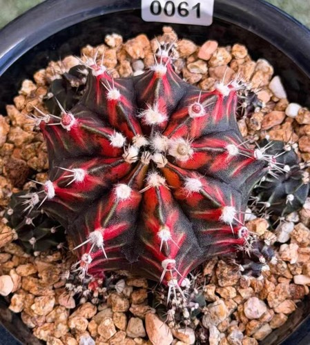 Gymnocalycium mihanovichi