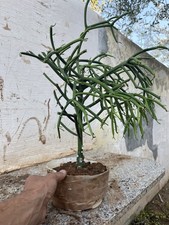 Bonsai Albero Di Matite