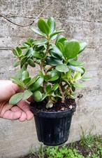Crassula Ovata Portulacea -