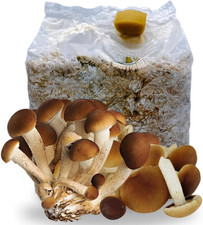 | 1 Kit Coltivazione Funghi