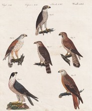 Rapaci Falchi Falchi Uccelli