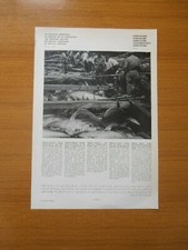 CARICO DI PESCE SU BARCA TIPICA TONNO ALGHERO SASSARI 1974 SARDEGNA