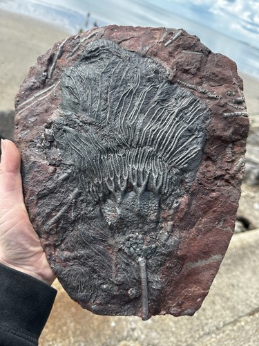 Moroccan crinoid - moroccan,