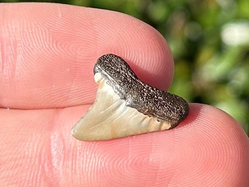 Raro maryland paleocarcharodon - raro,