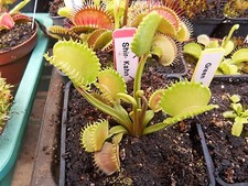 Dionée muscipula " GJ Shir