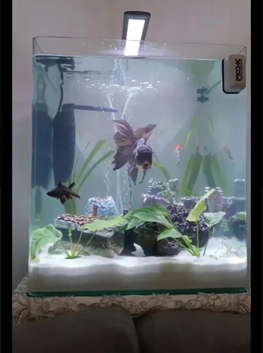 Acquario