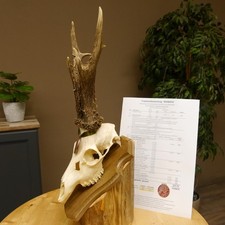 Corna di Cervo Medaillenklasse