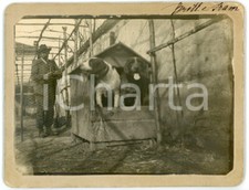 1900 ca LOMBARDIA - CANI - Ritratto segugi Brill e Fram nella cuccia - Foto