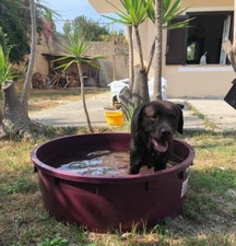 PISCINA BAGNO BAGNETTO CANE