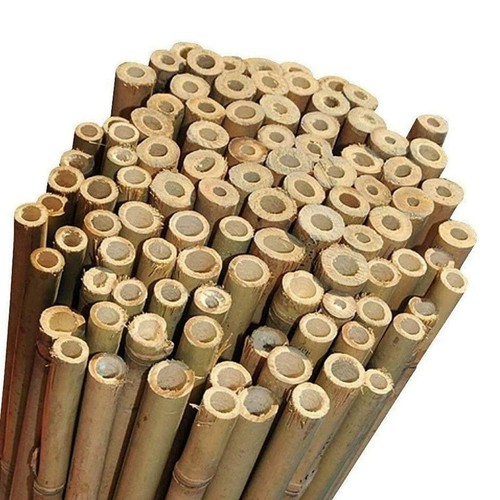 Canne bambù naturali - bambù,
