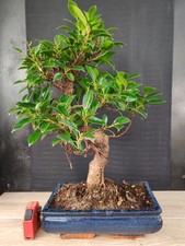 bonsai   ficus retusa  h 48 cm