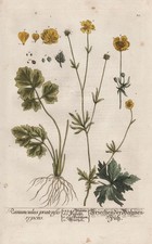 Ranuncolo Ranuncoli Buttercups