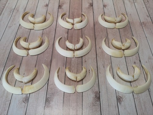 Top armi cuneo denti - cuneo,