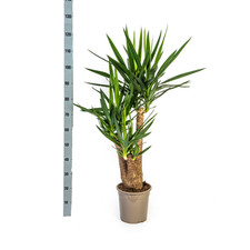 Giglio palma gigante yucca - gigante,