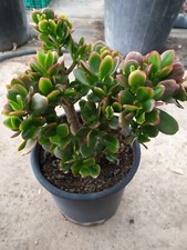 Grassula Money Market