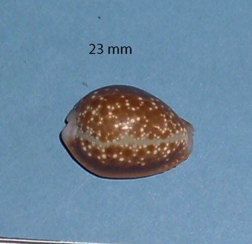 Cypraea helvola argella - ,