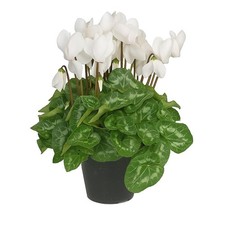 Ciclamino Bianco in Vaso |