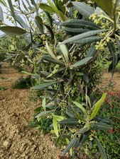 Olio EVO Molto 11/2025 Oliva Nocellara Del Belice Sicilia Zona Collinare, Bio