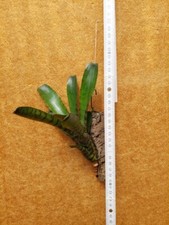 Neoregelia punctatissima Wide Leaf, rilegato