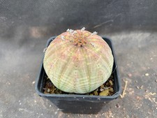EUPHORBIA OBESA CACTUS PIANTE