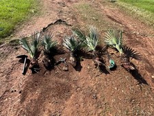 Palma nana TRACHYCARPUS