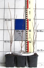 Stewartia rostrata raro - stewartia,
