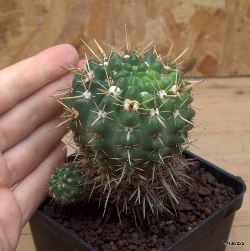 Notocactus submammullosus vaso - submammullosus,