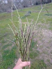 50 Piantine Di  Asparago Selvatico Di 3  Anni Circa+50 Semi In Omaggio Sardegna