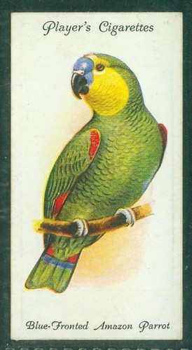 Bird card 026 - 026,, 1933