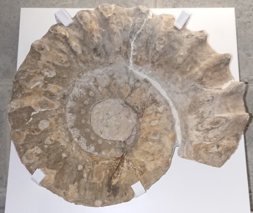 Ammonite fossile gigante 40 - fossile,