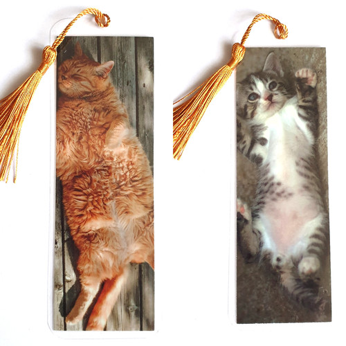 Tabby gattino che gioca - , grasso