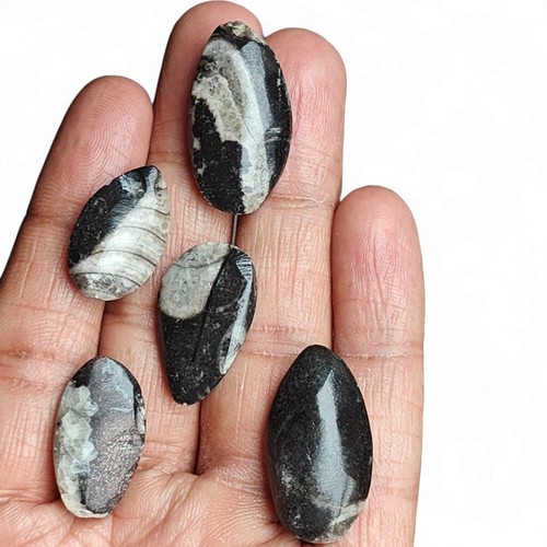 Rara pietra fossile - , orthoceras