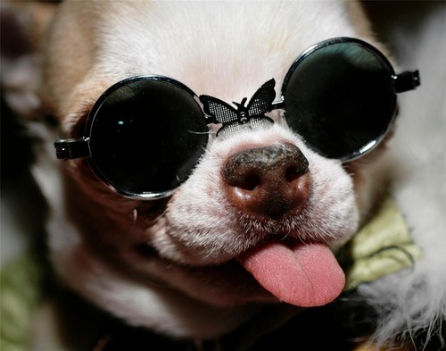 Occhiali sole chihuahua - occhiali,